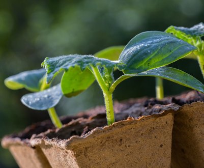 5 причин, щоб провести пікирування розсади