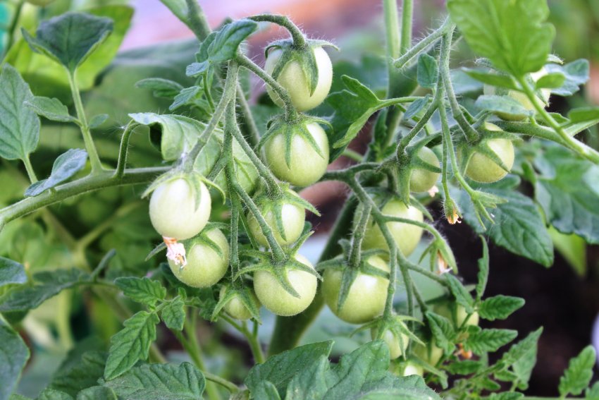 Томат «Красное изобилие»