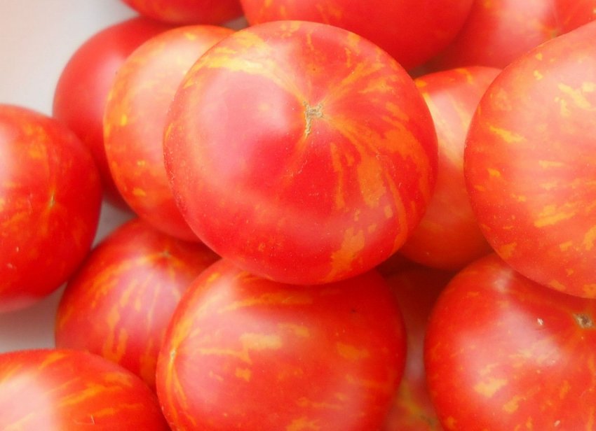Томат «Тигровий»