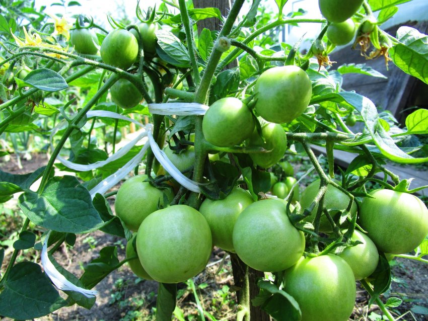 Томат «Талісман»