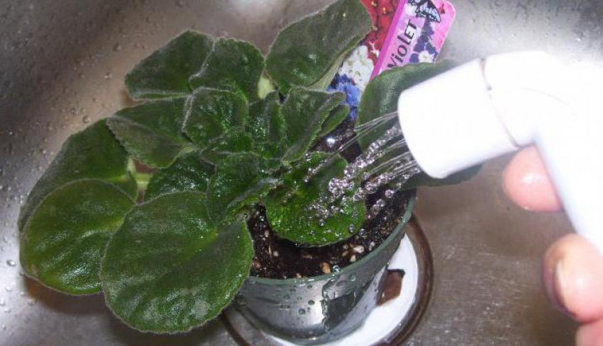 Полив фіалок Полив фіалок