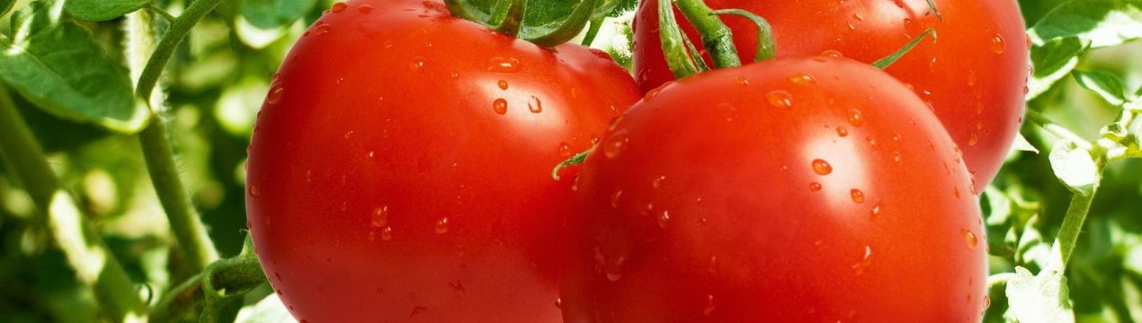 5 кращих сортів ампельних томатів