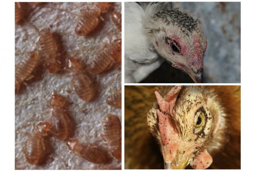 Блохи у курей