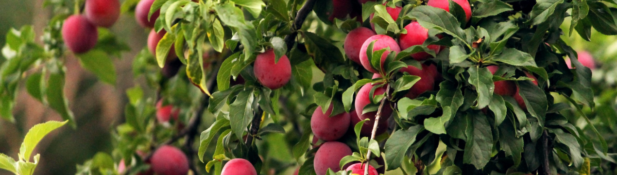 6 основних причин захворювань плодових дерев