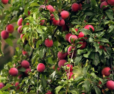 6 основних причин захворювань плодових дерев