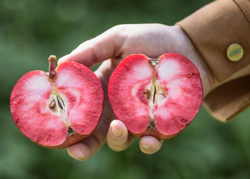 5 сортів червоно м'ясистих яблунь