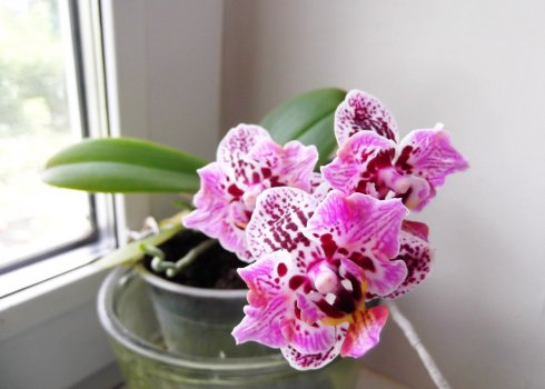 Фаленопсис мини: уход в домашних условиях