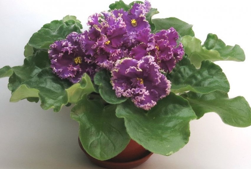 Фіалка ле есмеральда Фіалка ле есмеральда