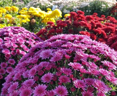 Як уникнути помилок при покупці багаторічних рослин