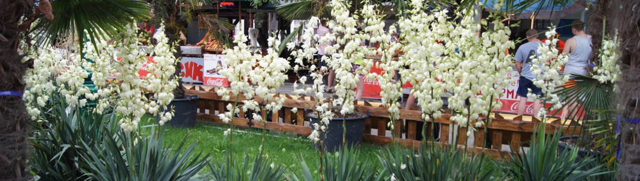 Юка нитчатая: посадка і догляд у відкритому грунті