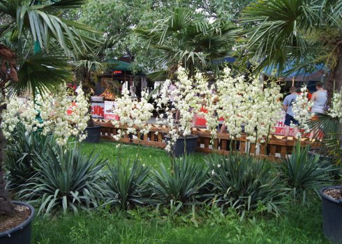 Юка нитчатая: посадка і догляд у відкритому грунті