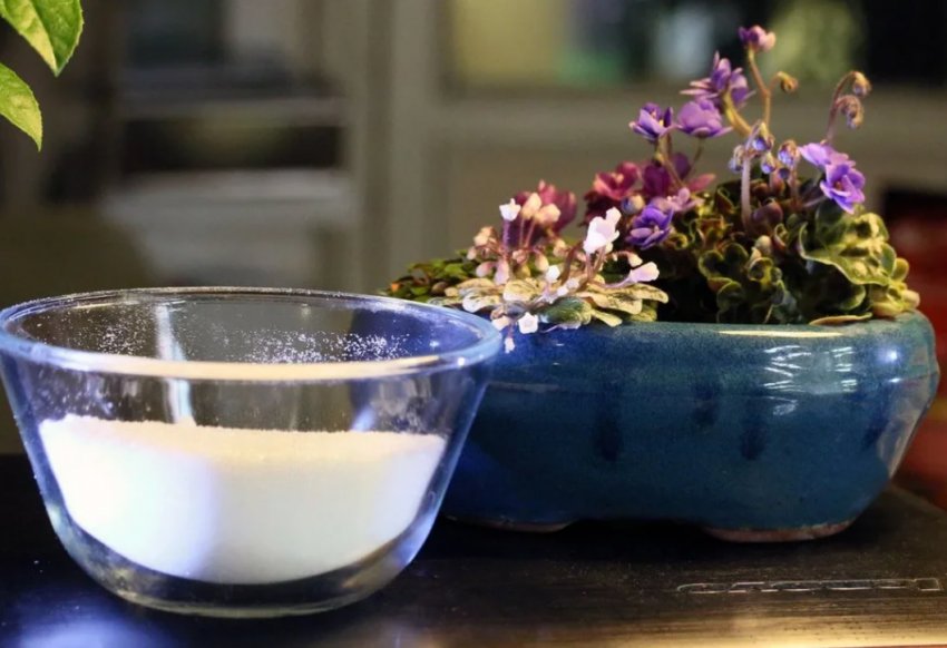 Секрети використання янтарної кислоти для підживлення рослин