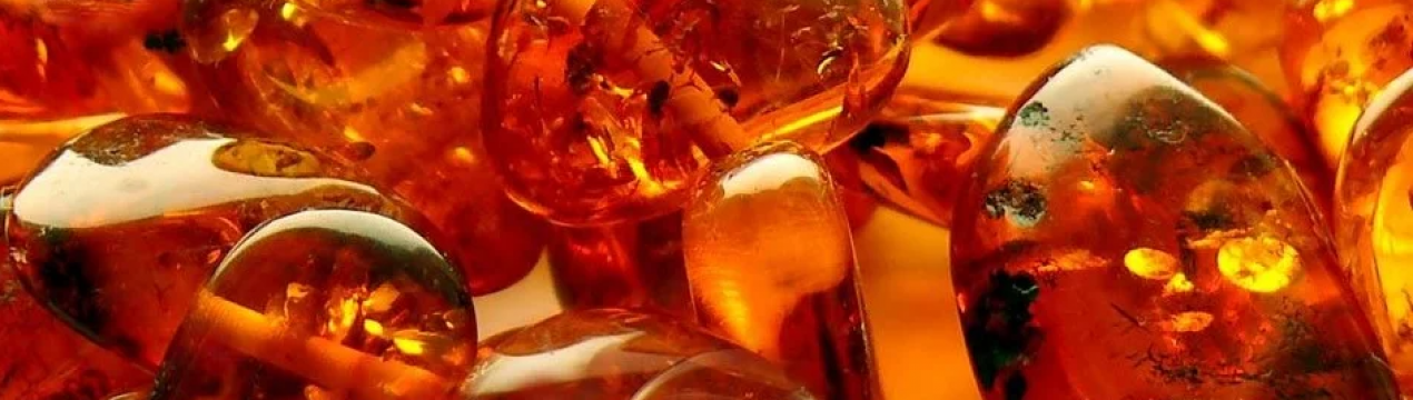 Секрети використання янтарної кислоти для підживлення рослин