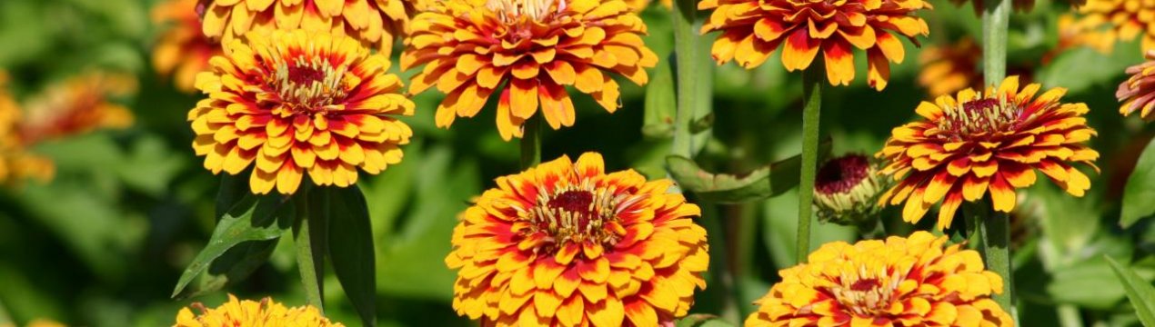 Вирощування цинії з насіння