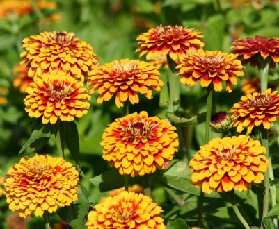 Вирощування цинії з насіння