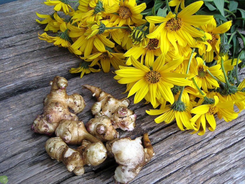 Топінамбур Топінамбур