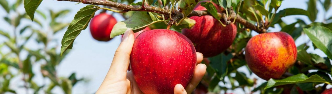 Проблема недостатньої кількості сезонних робітників у Великобританії