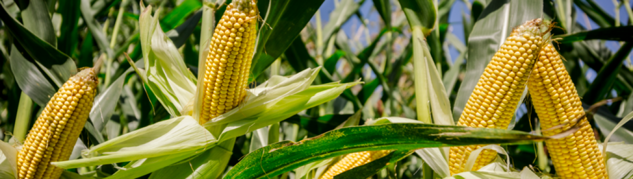 Ґрунтовий грибок - союзник в боротьбі зі шкідниками органічної кукурудзи