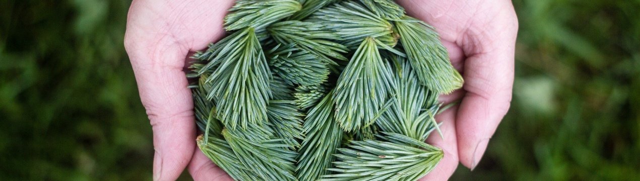 11 способів використання хвої на дачі