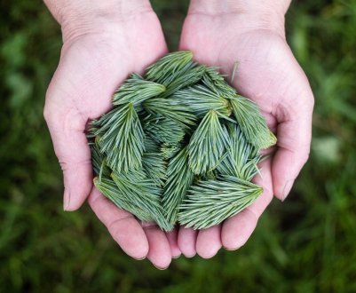 11 способів використання хвої на дачі