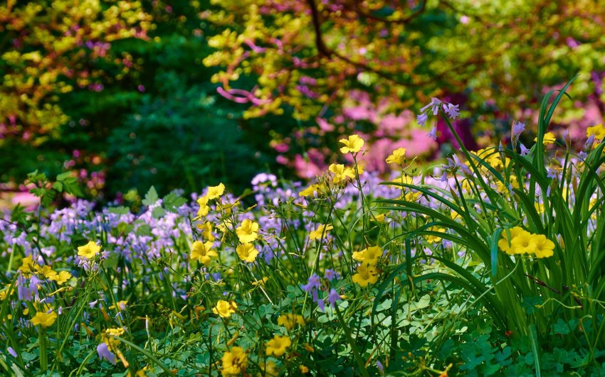 Лужайка с первоцветами