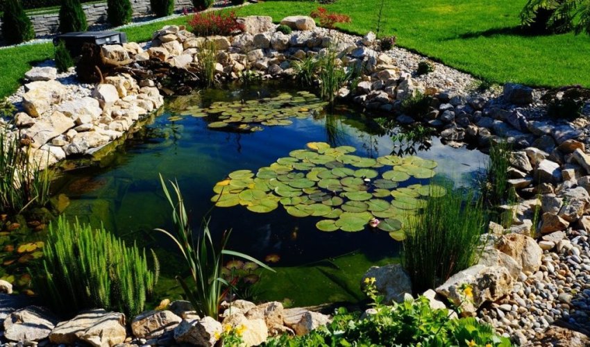 Берег ставка