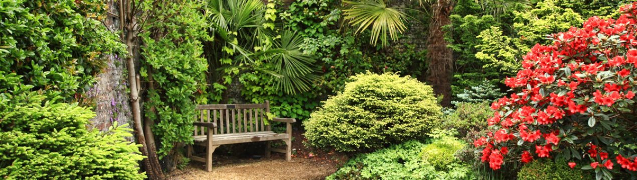 Сад з елементами дикої природи: лісові та полеві рослини в саду