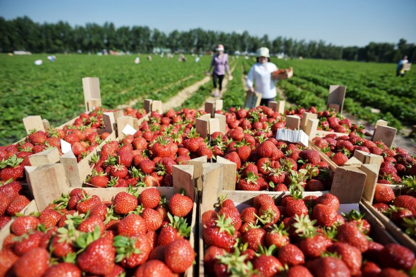 Збір смородини почався незвичайно рано Збір смородини почався незвичайно рано