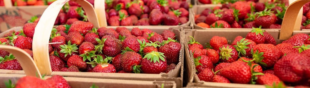 Збір полуниці розпочався надзвичайно рано