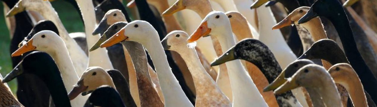 Армія качок тримає південноафриканський виноградник без шкідників