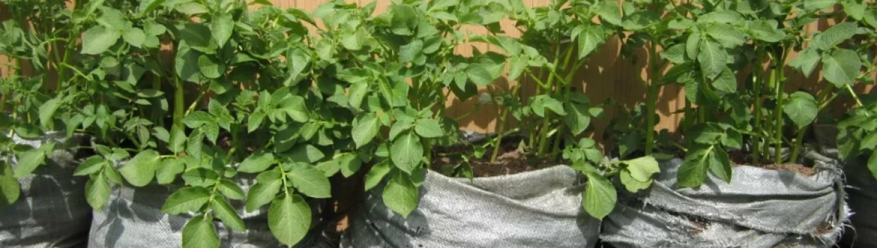 3 способи вирощування картоплі у мішках