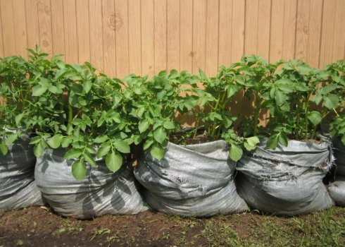 3 способи вирощування картоплі у мішках