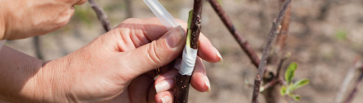 Подвій: що це таке і як його вирощувати?