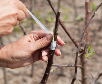 Подвій: що це таке і як його вирощувати?