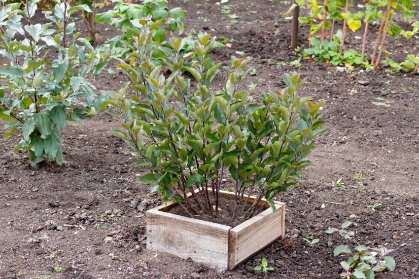 Вирощування клонової підщепи Вирощування клонової підщепи