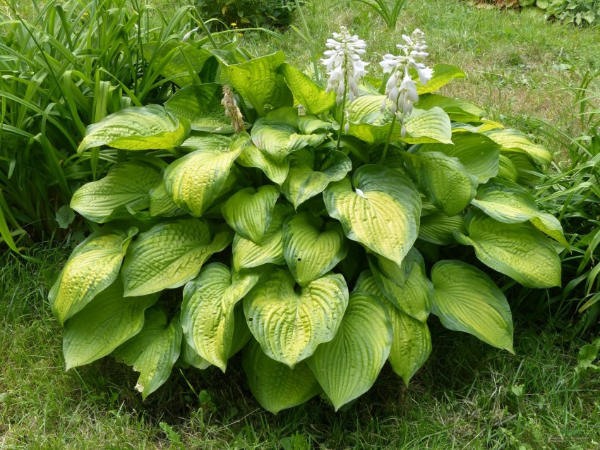 Що потрібно хостам весною — 7 секретів пишної листви