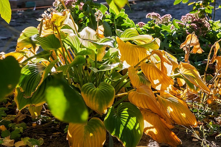 Очищення хости