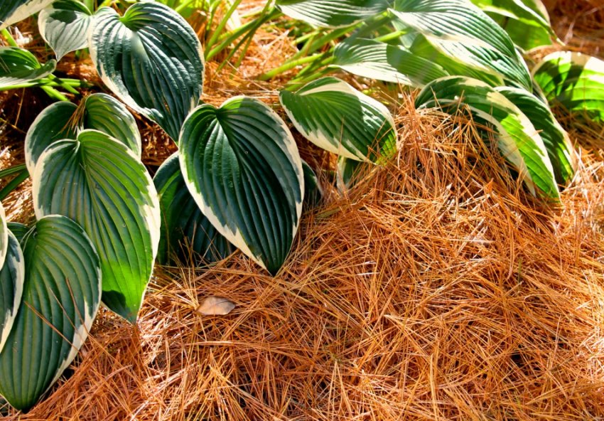 Мульчування хости