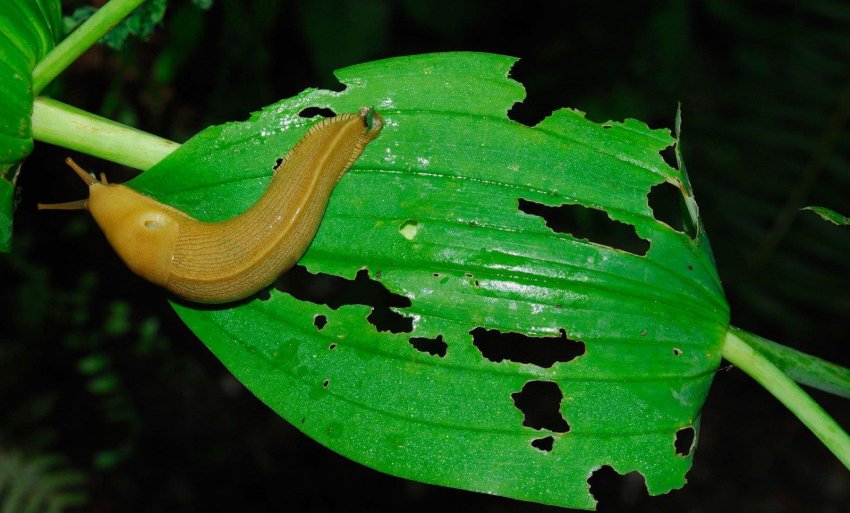 Захист хост від слизняків