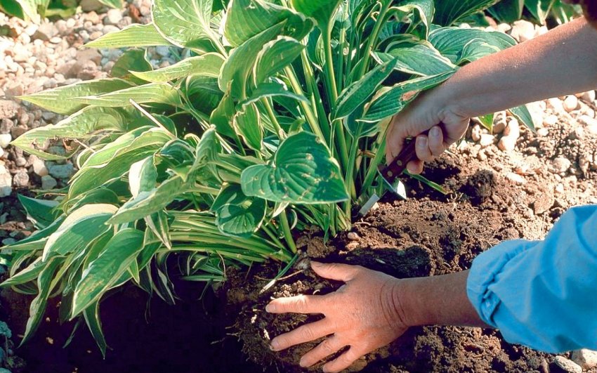 Розділення куща хост