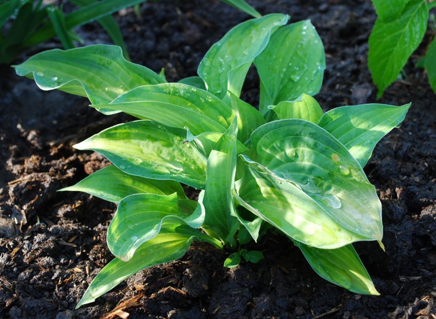 хоста просыпается. хоста побеги. хоста весной. хоста деленка. хоста ростки.