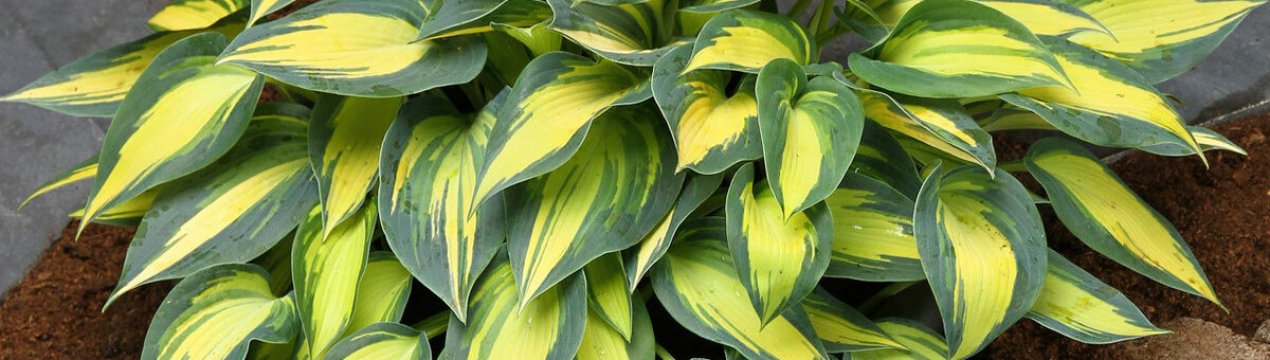 Що потрібно господарям весною — 7 секретів пишного листя