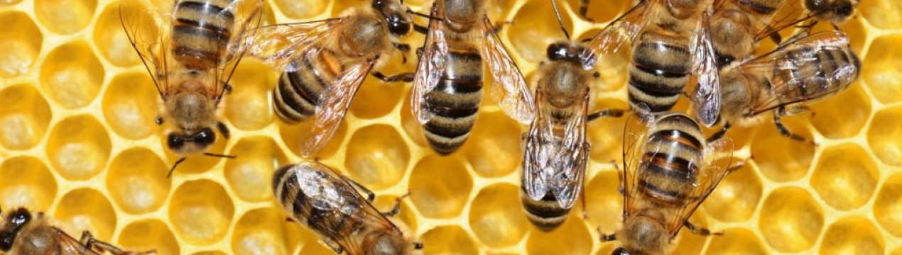 Поповнення запасів бджіл ускладнюється пандемією