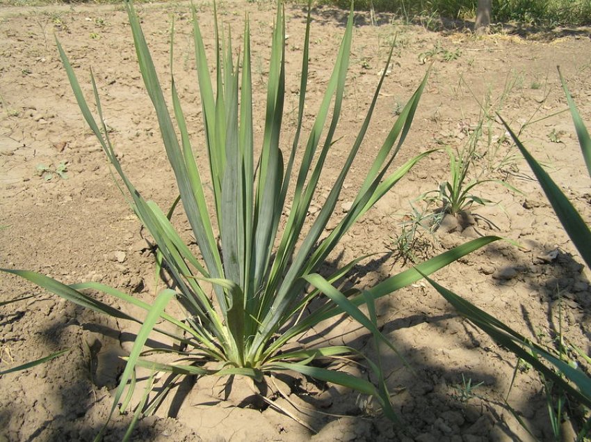 Вибір місця для посадки юки нитчастої Вибір місця для посадки юки нитчастої