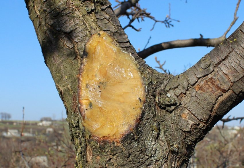 Замазка ран садовим варом