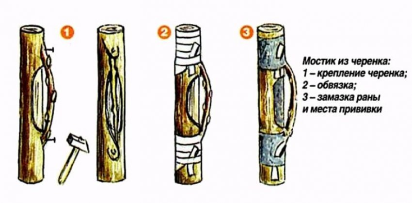 Схема прививки черенків мостиком