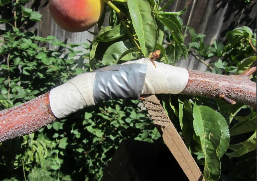 Фіксація пошкодженої гілки