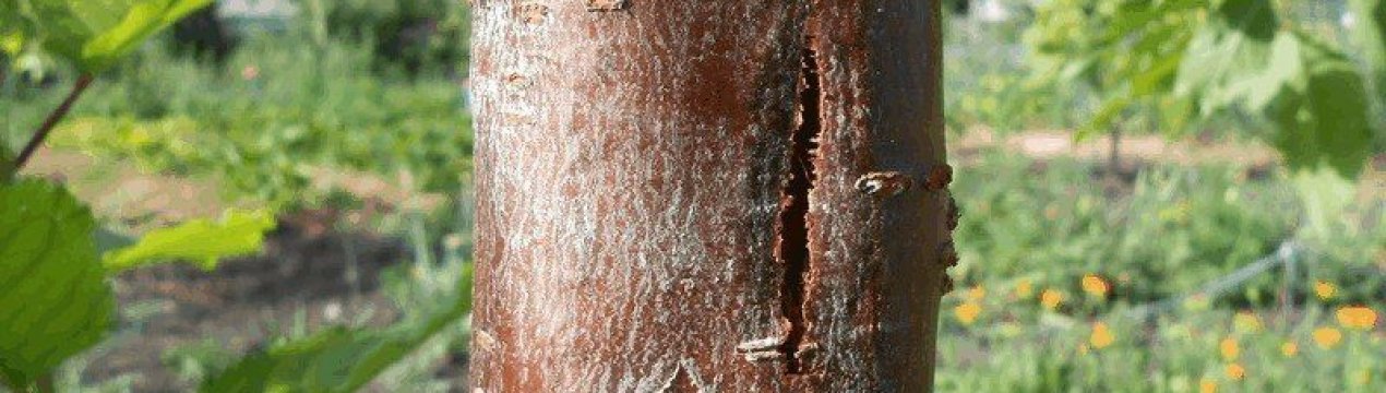 Лікування ран плодових дерев
