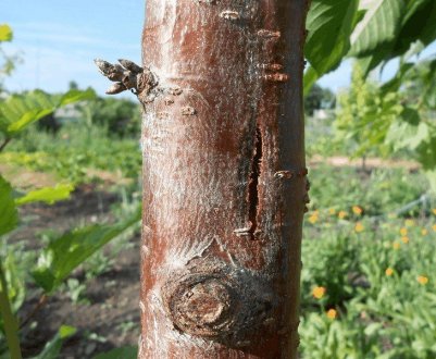 Лікування ран плодових дерев