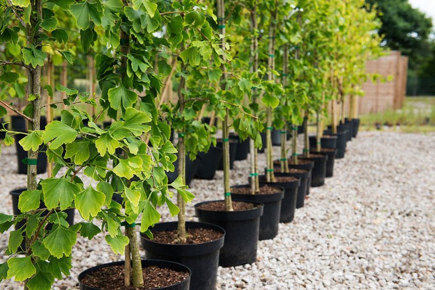 ЗКС Р19 — що означають букви на саджанцях